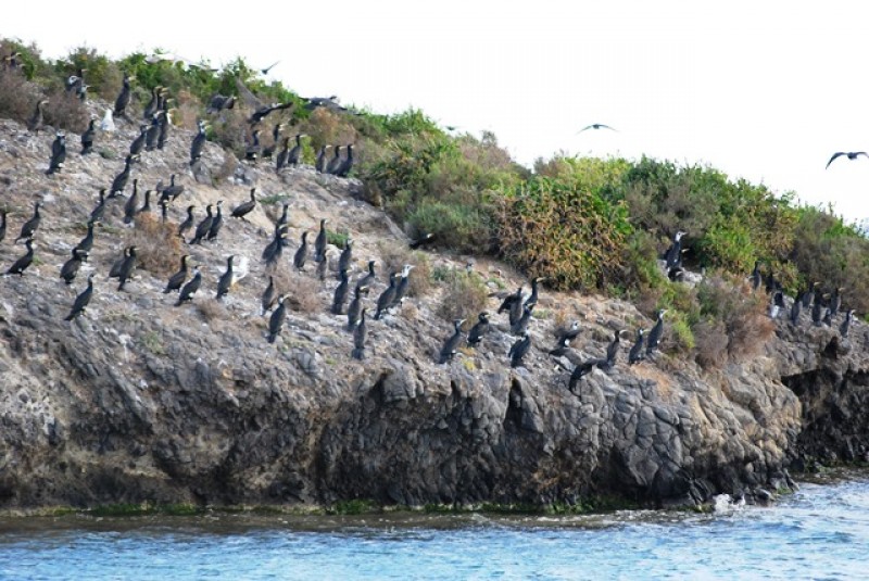 <span style='color:#780948'>ARCHIVED</span> - Boat trips from La Manga with Solaz Lines