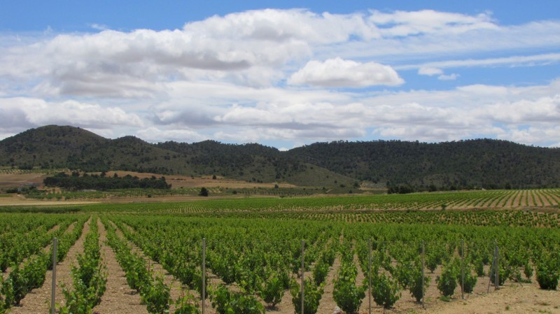 <span style='color:#780948'>ARCHIVED</span> - Open daily: La Ruta del Vino or Wine Route of Jumilla: visiting the wineries