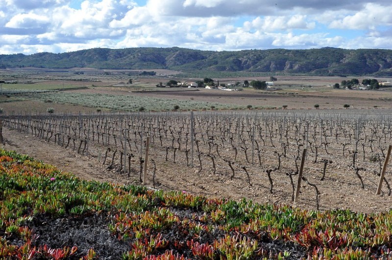 <span style='color:#780948'>ARCHIVED</span> - Open daily: La Ruta del Vino or Wine Route of Jumilla: visiting the wineries