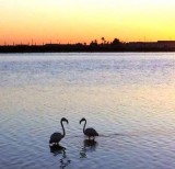 Flamingos busy applying make-up and dancing in the Salinas Regional Park