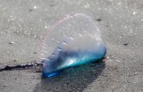 Red flag at Benidorm beaches as Portuguese men o’war spread to the Costa Blanca