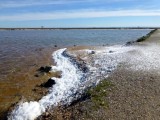 Sunday 21st July: Free guided route San Pedro del Pinatar; Vida en una playa natural, Posidonia oceanica