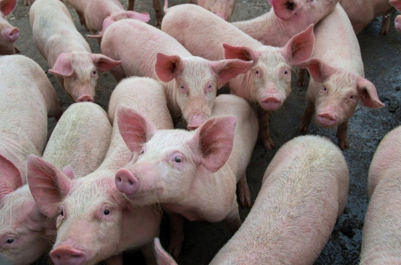 <span style='color:#780948'>ARCHIVED</span> - Lorca residents could take macro-pig farm protest to the European Court of Human Rights