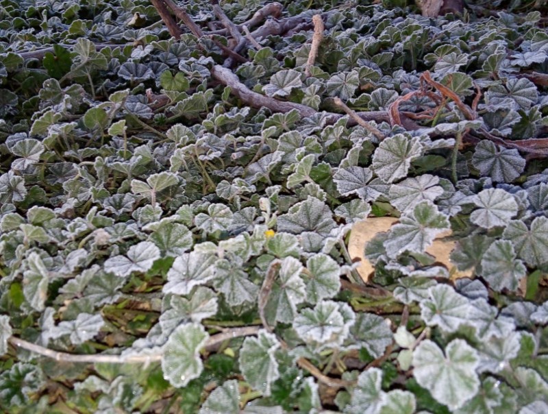 <span style='color:#780948'>ARCHIVED</span> - Frost in northern Murcia as freezing temperatures precede rain later this week