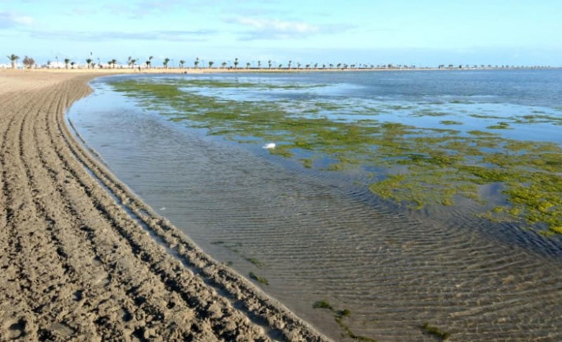 <span style='color:#780948'>ARCHIVED</span> - Green algae cleared from the Mar Menor in Lo Pagán