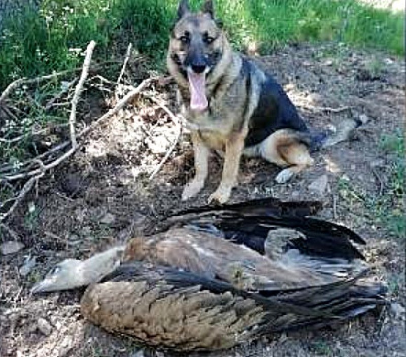 <span style='color:#780948'>ARCHIVED</span> - 28 under investigation across Spain for using poisoned bait and illegal hunting traps