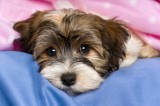 Our furry friends are in trouble too....abandoned dogs, charities without funds and animals left to starve