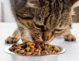 Concerns grow over possible coronavirus transmission by dogs and cats