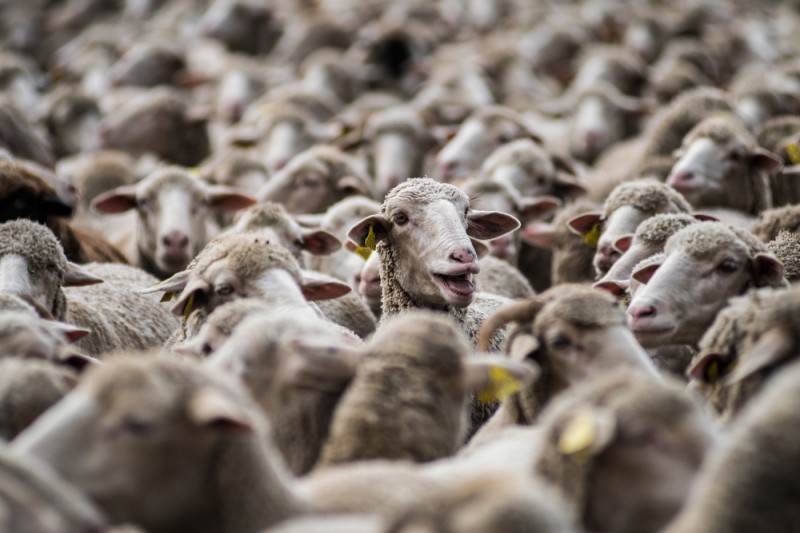 <span style='color:#780948'>ARCHIVED</span> - A sheepish encounter on Mar Menor beach