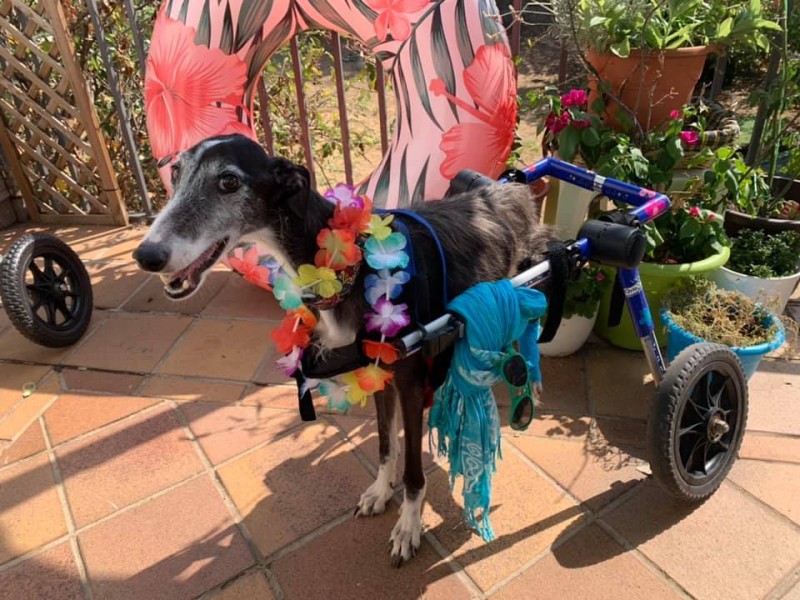 <span style='color:#780948'>ARCHIVED</span> - Disabled dogs show life can still be fun on Mazarron dog beach
