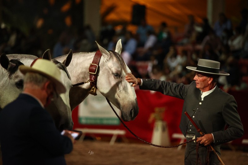 <span style='color:#780948'>ARCHIVED</span> - Lorca Crossed Horse Fair this weekend: October 23 and 24