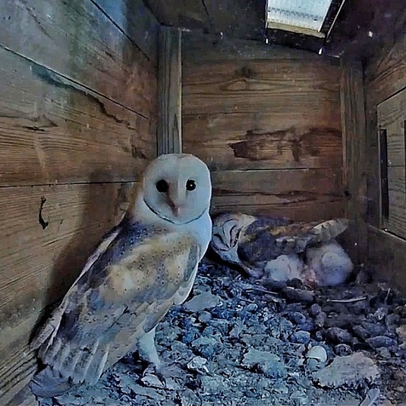 <span style='color:#780948'>ARCHIVED</span> - Beautiful barn owl captured on camera
