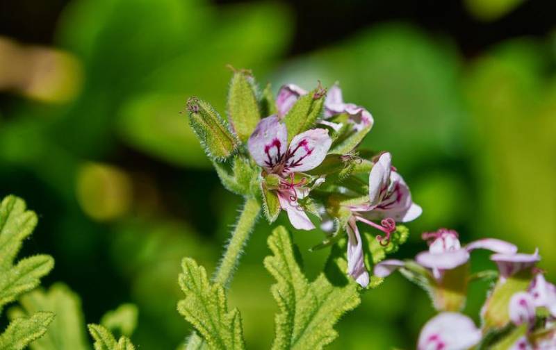 5 garden plants that will keep mosquitos at bay