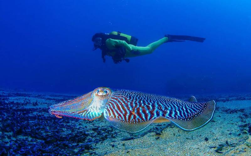 Murcia tourist authorities promote the first “Ruta Sub” to encourage dive tourism in the Costa Calida