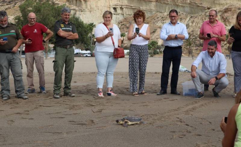 Rescued loggerhead turtle set free in Bolnuevo