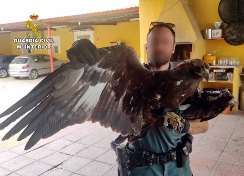 <span style='color:#780948'>ARCHIVED</span> - Golden eagle injured by power line rescued in Alhama de Murcia