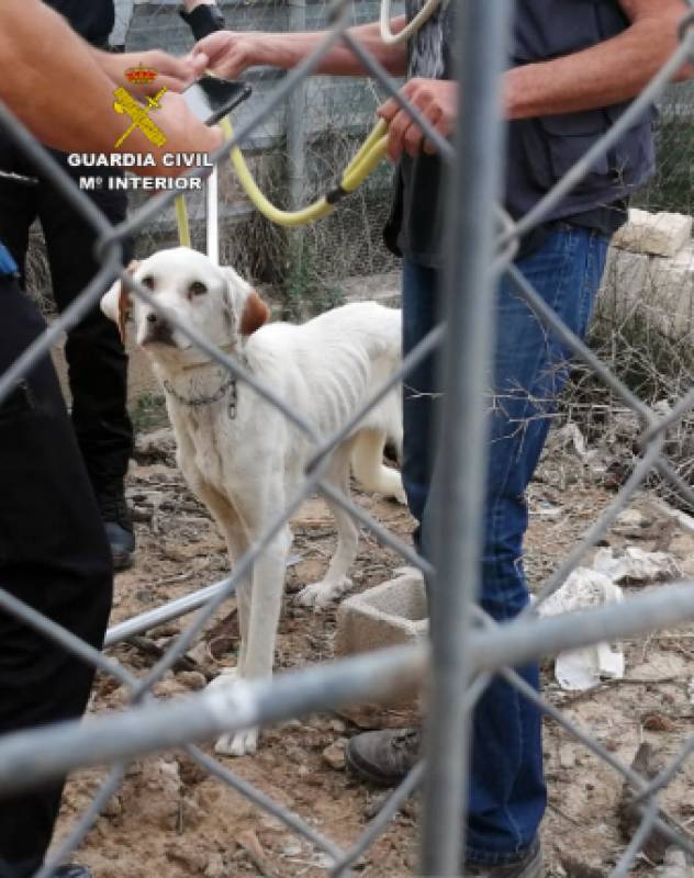 WATCH: Starving dog rescued from abusive father and daughter in Murcia