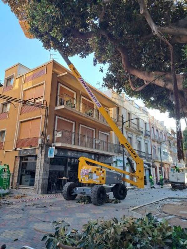 Aguilas ficus trees pass their annual check-up