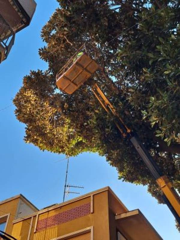Aguilas ficus trees pass their annual check-up