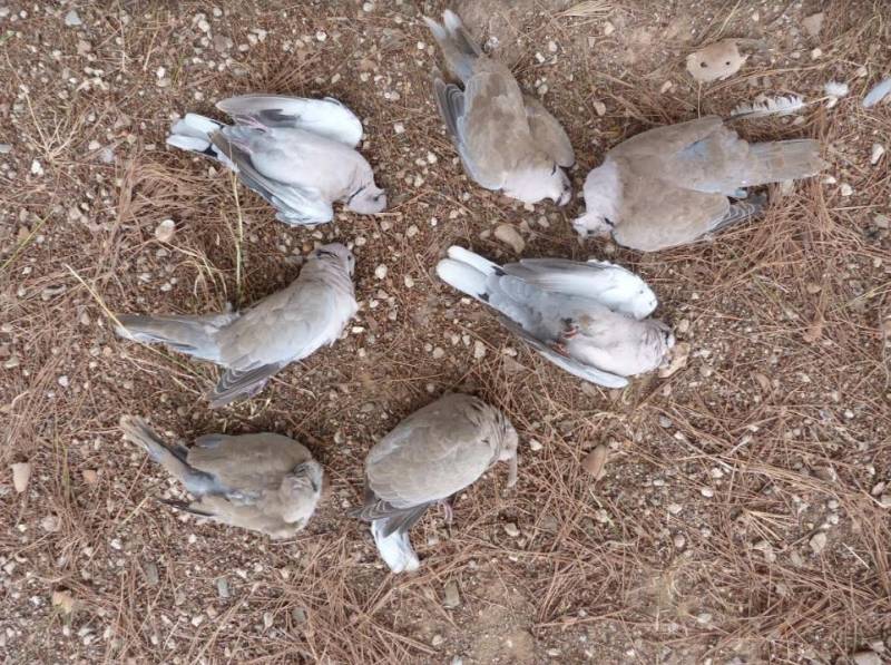 Suspected bird and animal poisoning in Cartagena and Los Alcazares