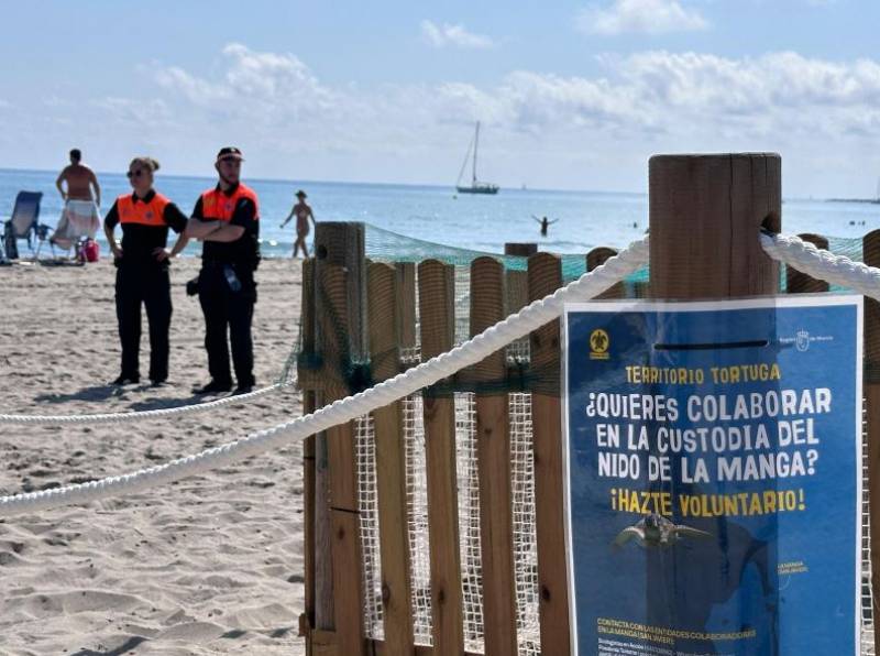 San Javier and Valencia join forces in the conservation of loggerhead turtles