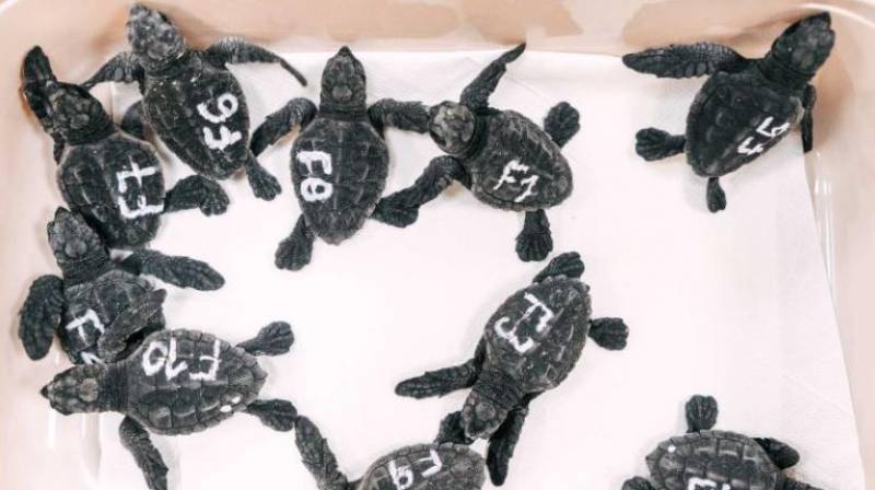 Baby loggerhead turtles from Costa Blanca beach finally hatch