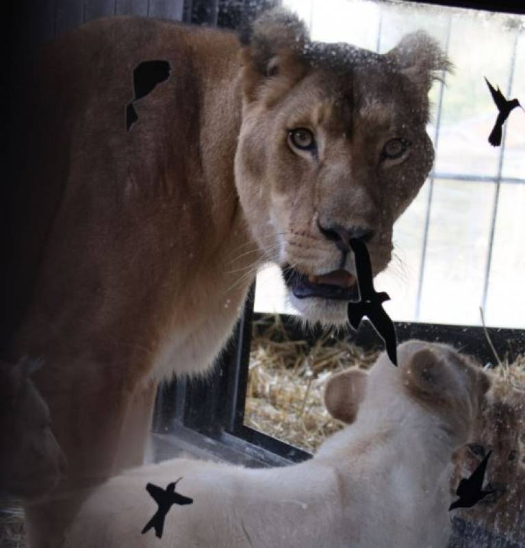 Lion cubs rescued from French circus find new home in Alicante