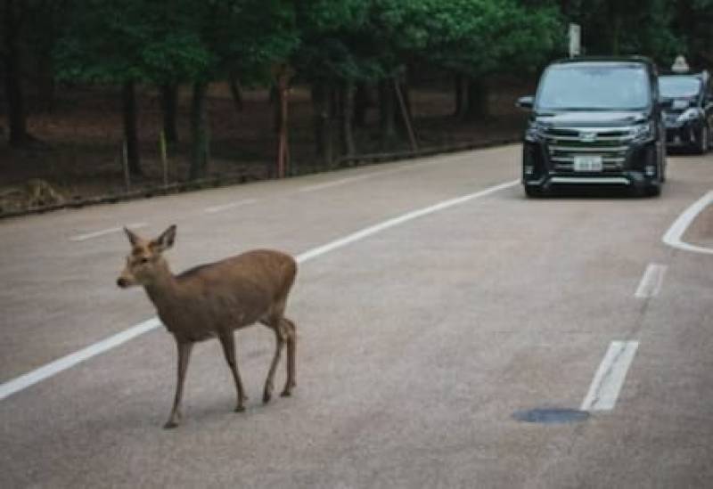 From forest to freeway: Spain sees surge in animal-related road accidents