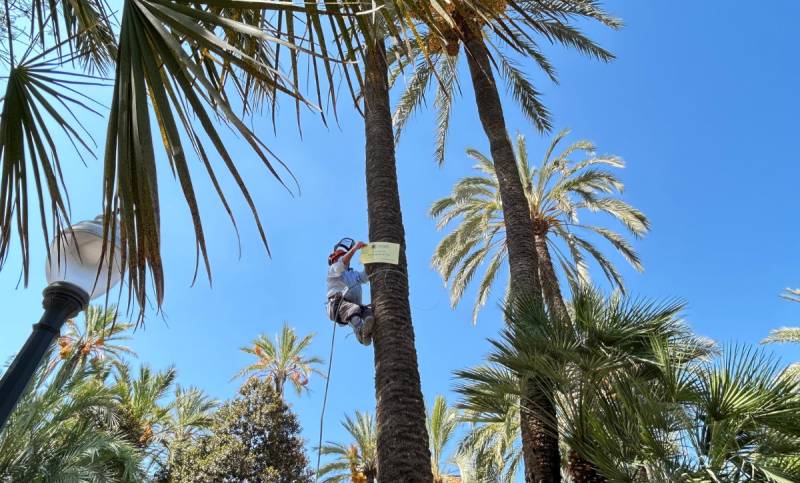 Tree of friendship: Elche dedicates palm to Caravaca de la Cruz