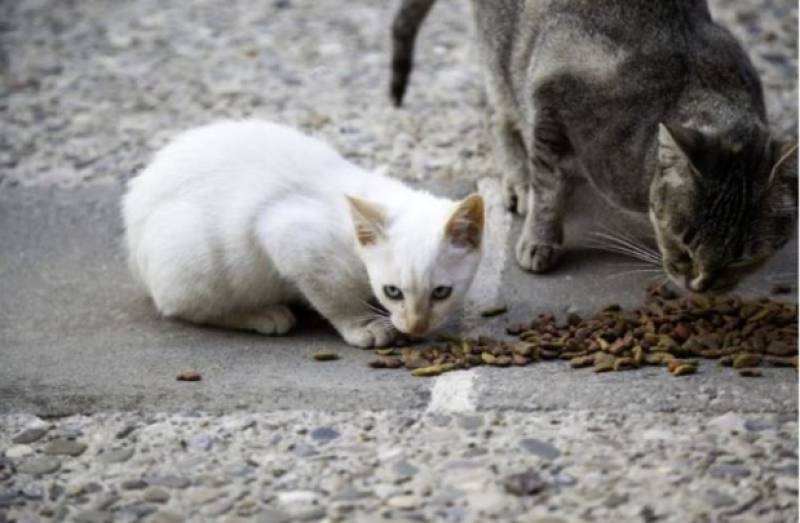 Volunteers and Council join forces to safeguard Alhama's stray cats