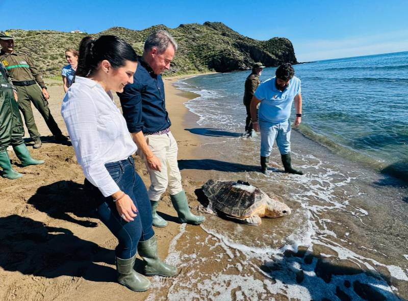 Largest loggerhead turtle ever found in Murcia released back into the sea at Calnegre