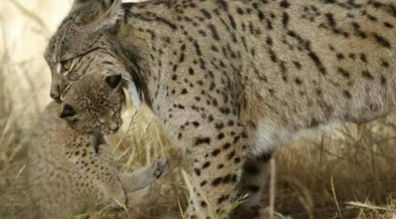 Spanish scientists create first Iberian Lynx embryos in laboratory breakthrough