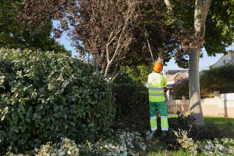 <span class="title"><a href="https://sanjaviertoday.com/cartagena-is-giving-its-ancient-ficus-trees-a-daily-soaking-to-help-them-survive-the-summer-heat_1000271419-a.html">Cartagena is giving its ancient ficus trees a daily soaking to help..</a></span><span class="content">The Ayuntamiento has launched a special operation to protect the city's parks, gardens and most treasured trees during..</span>