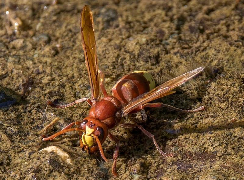 Cartagena steps up hunt for invasive Oriental hornet after nest is found