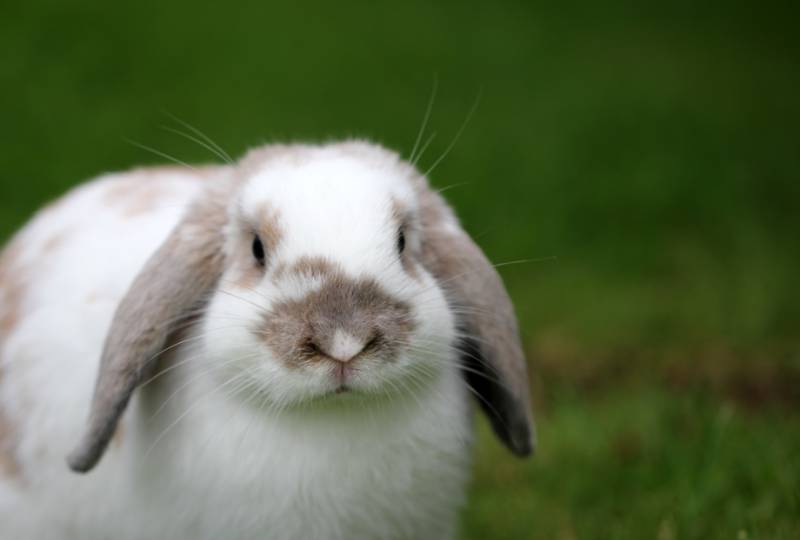 Valencia man jailed for killing his partner's pet rabbit and cooking it in front of her