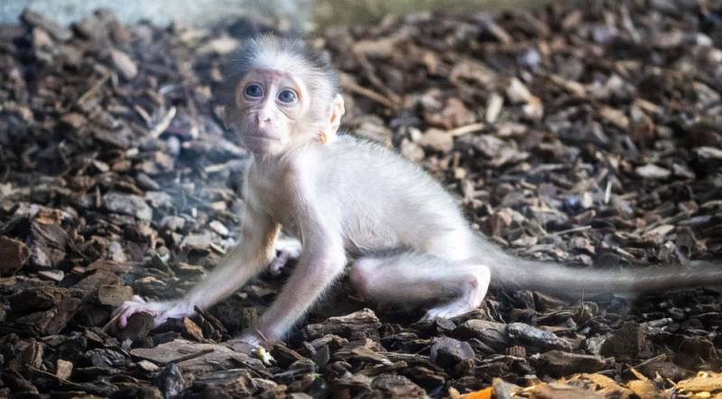 Critically endangered primate that communicates with its eyes is born at Bioparc Valencia