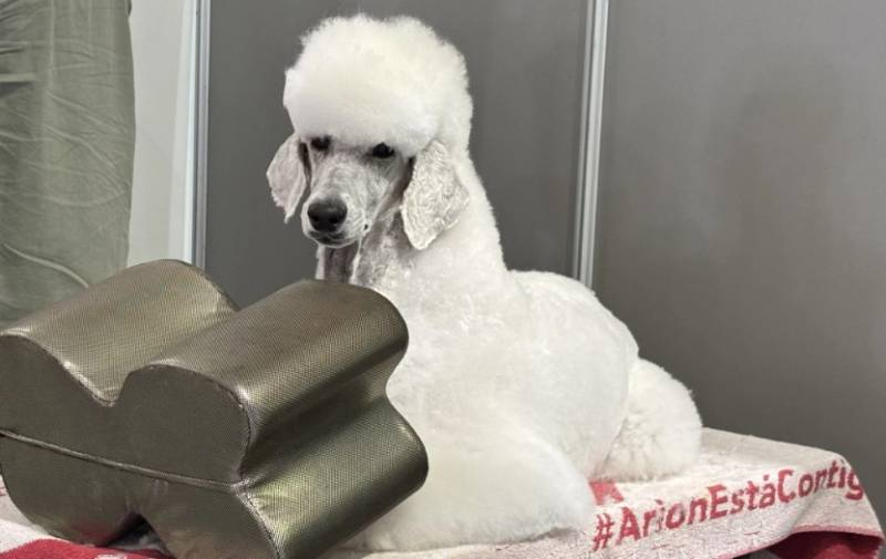 November 7 and 8 The most popular dog show in Spain at the IFEPA centre in Torre Pacheco