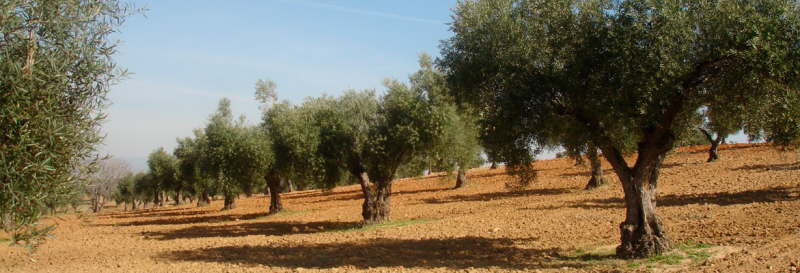 Jumilla wine route, Olimendros olive oil press